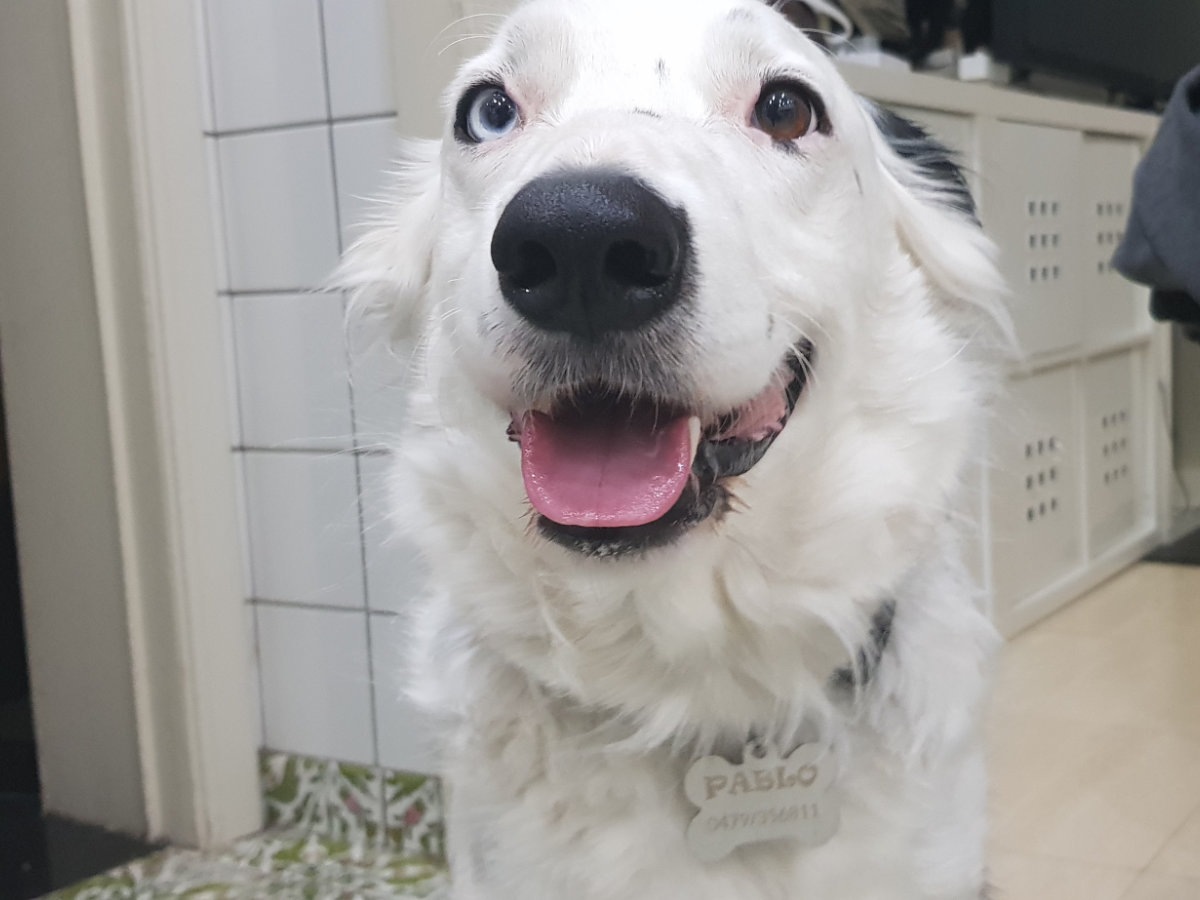 Médaillon gravé pour chien